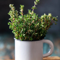 Thyme_Oil_1