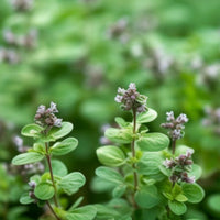 Marjoram_1