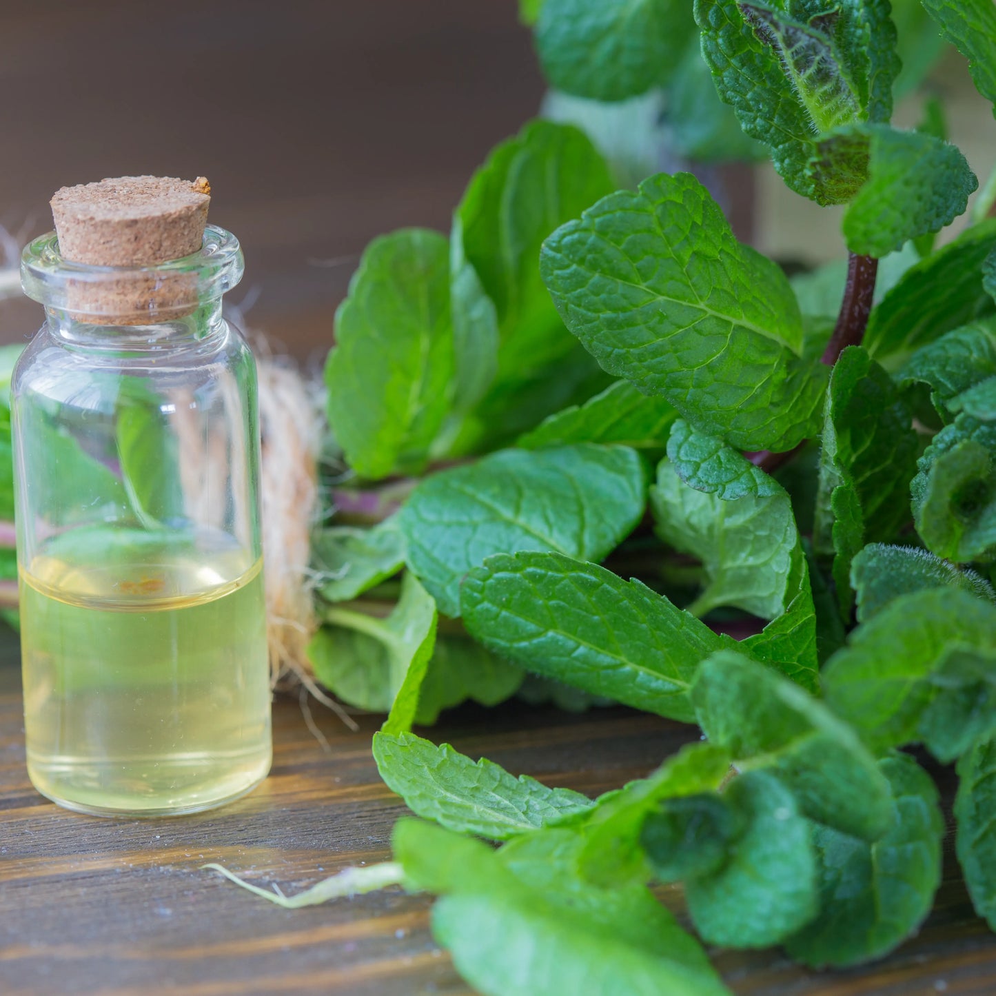 Pepermunt Mentha Arvensis Olie