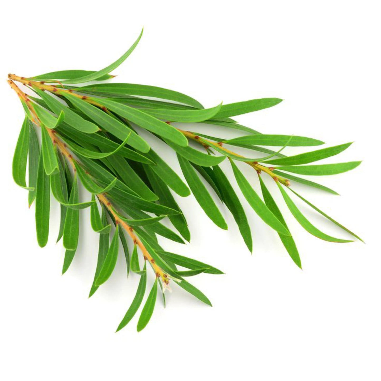 Tea Tree (Australische) olie