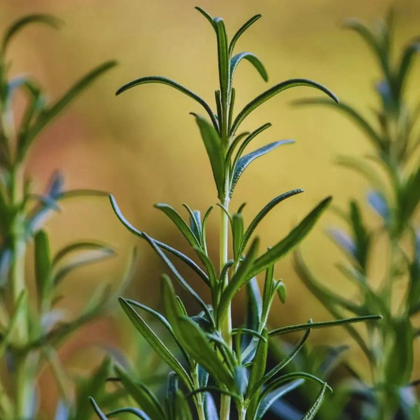 Tea Tree (Australische) olie