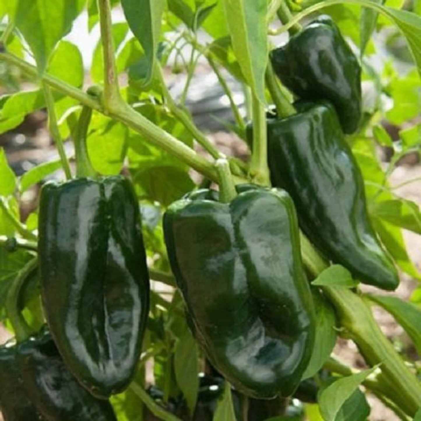 Groene peper gemalen