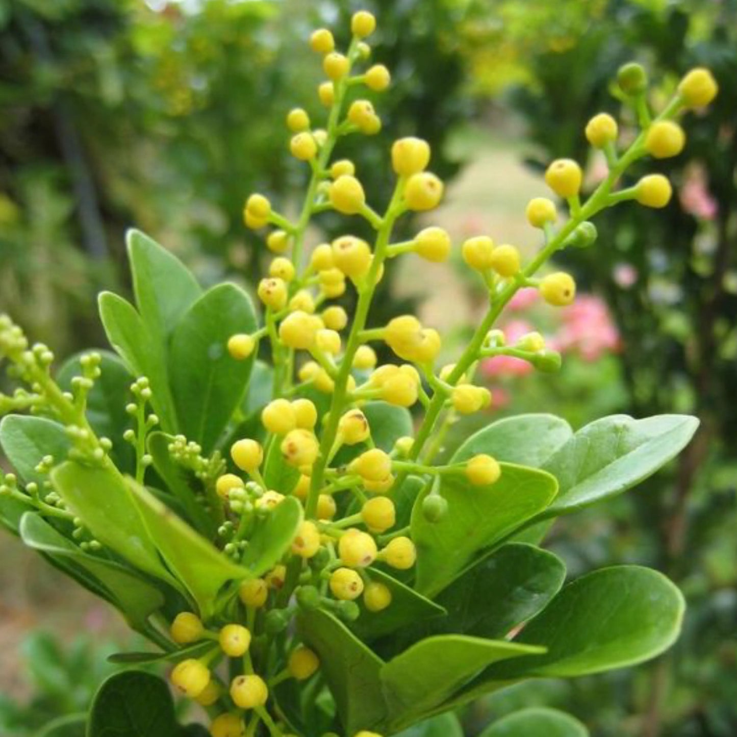 Kruidnagel